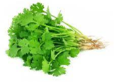 CHINESE PARSLEY 